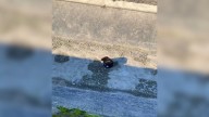 California Woman Couldn’t Believe Her Eyes When She Came Across A Pup Who Who Seems To Have Given Up