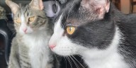 Proposed Louisville Metro ordinance would require dogs, cats to be microchipped