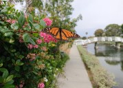 Did You See That! Californians Encouraged to Report Monarch Butterfly Sightings as Part of Conservation Effort