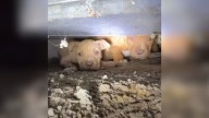 Missouri Rescuer Crawls Into Dark, Cramped Crawlspace After Hearing Tiny Whimpers