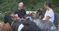 'Lambscaping' crew of sheep and goats clears brush from Massachusetts yards