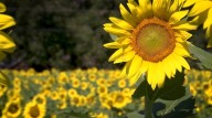 Sunflower patch in Daphne brings a ray of sunshine to Pilots for Christ