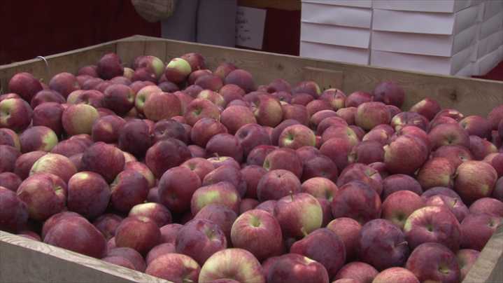 Apple Harvest Fest takes over Ithaca Commons for the 43rd year