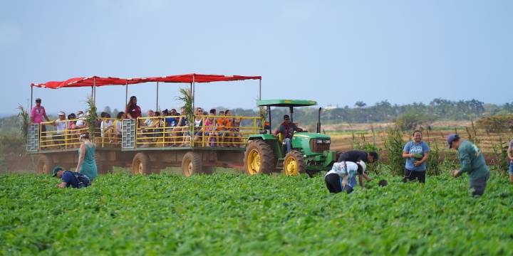 Aloun Farms extends dates for 23rd Pumpkin Fall Festival