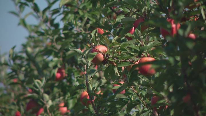 Co-owner of Lynd Fruit Farm details how apple thefts are impacting the business