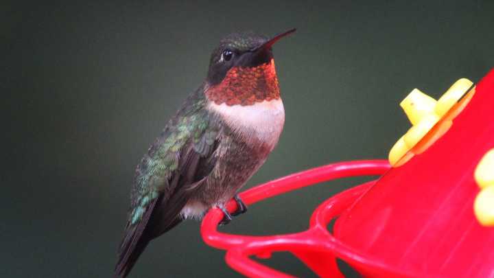 Should I take my hummingbird feeder in? They will be leaving RI soon