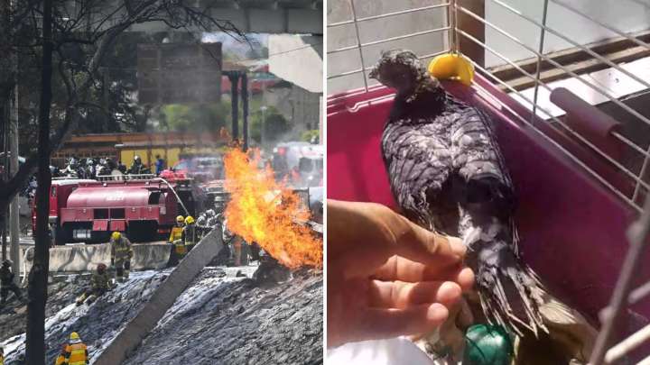 Muere 'Esperancita', Paloma Rescatada en Explosión en Iztapalapa: “Trataba de Volver a Volar”