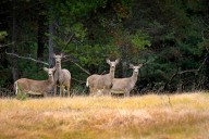 DNR proposal would expand deer hunt on Lake Michigan’s largest island