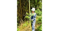 Más verde, menos calor: una capital del Eje Cafetero siembra 3 mil 700 árboles para mejorar su aire