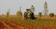 Aplican multas de hasta 50 mil pesos por quema de material agrícola en Tangancícuaro