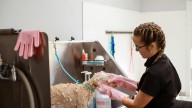 Pelos, premios y paciencia: la receta para una visita feliz al peluquero canino