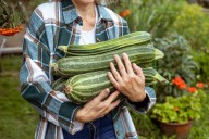 What to do when you find a giant zucchini growing the garden?