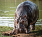 Ministro Carlos Correa declara al hipopótamo especie invasora en Colombia