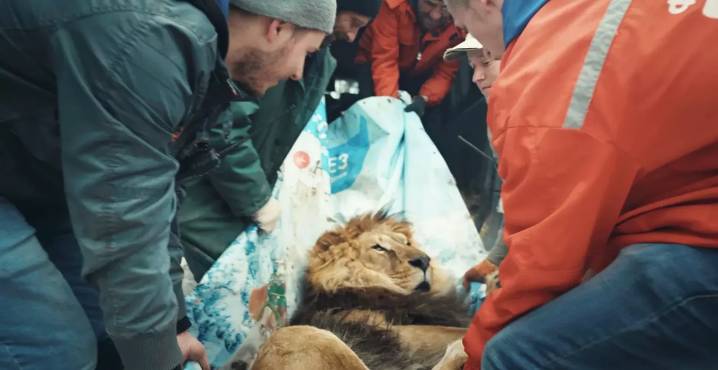 Documentary About Zoo Animals Escaping Ukraine War Is Backed by DiCaprio