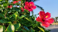The Best Way To Propagate Hibiscus Cuttings For Endless Free Plants