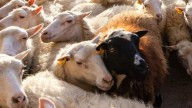 Aragón refuerza lucha contra lengua azul y ofrece vacunas gratis para acudir a las ferias autonómicas