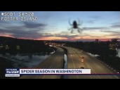 Spider season in Washington