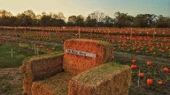 Brownsburg pumpkin patch battles soil, weather problems ahead of opening day