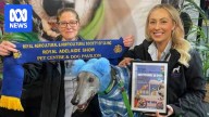 Greyhound Racing SA faces trainer boycott after animal re