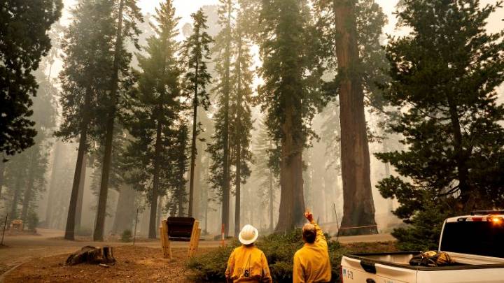 Grove of giant sequoia trees burns in California’s Sierra National Forest