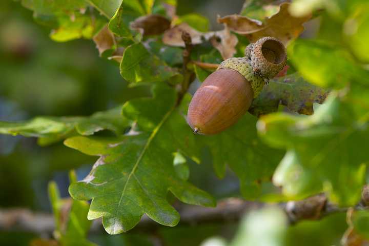 North Iowa Outdoors: There’s an Abundance of Acorns