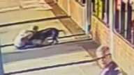 'You gotta take care of your dog!' | 70-year-old Florida woman bites pit bull to stop attack on her dog