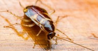 UK households hit by 'cockroach invasion' as temperatures plummet in September