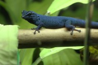 Okanagan gecko producer takes issue with B.C. city's resolution to ban exotics