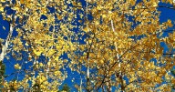 How to take that perfect leaf peeping photo with just your cell phone