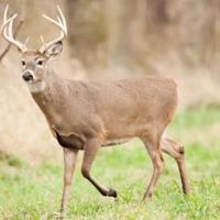 Joplin urban hunting to open Monday