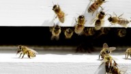 Pollinators' jobs get harder amid drought conditions