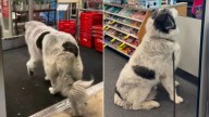 Florida Dog Walks Into CVS Every Day, And The Reason Will Melt Your Heart