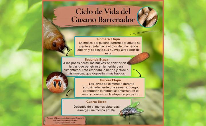 Alerta por gusano barrenador