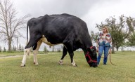 Alberta steer named ‘Beef’ crowned world’s tallest by Guinness