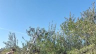 Incertidumbre en la campaña del Verdeo en Sevilla: "Si espero a que crezca la aceituna me quedo sin mano de obra"