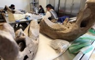 Revelan fósiles de Santa Lucía al 'mamut mexicano'