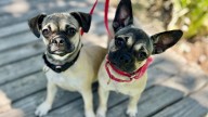 Pair of puppy pug sisters available for adoption in Mission Viejo