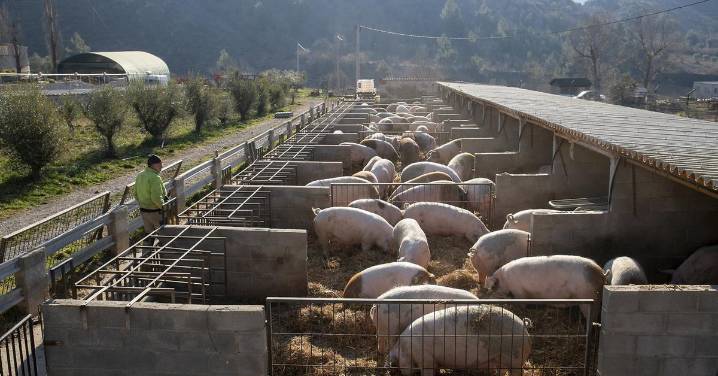 China impone aranceles temporales de hasta el 62% en el cerdo europeo