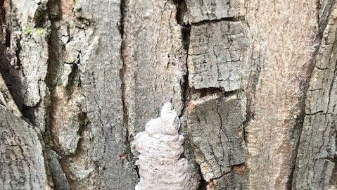 Spotted lanternflies breeding in MA. How to spot, destroy eggs