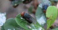 Flesh-eating screwworms are not likely to spread to Louisiana, according to agriculture expert
