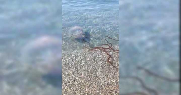 Un medusa de gran tamaño y tentáculos marrones sorprende a bañistas en una playa de Málaga