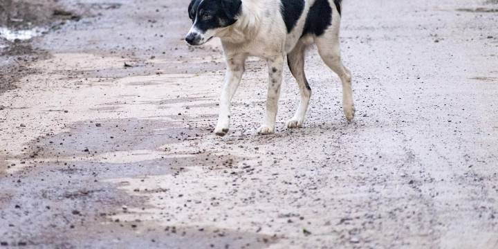 Denuncia de abuso sexual contra un perro desató indignación en Cartagena