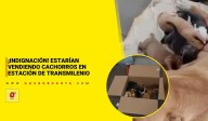 ¡Indignación! Estarían vendiendo cachorros en estación de TransMilenio