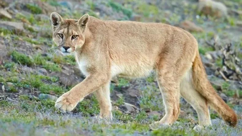 Alerta en Pilar: un puma generó sorpresa y temor en inmediaciones de un barrio cerrado