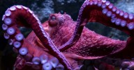 Farewell to a beloved octopus at California aquarium