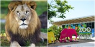 Fallece Kwame, el último león del Zoológico de Miami, producto de una desgastante enfermedad