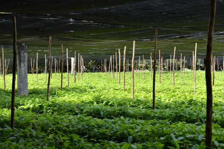 SEDAP convoca a Jornada de Reforestación en Tabasco
