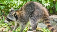 CDC tracking 15 likely rabies outbreaks across a dozen states, including North Carolina