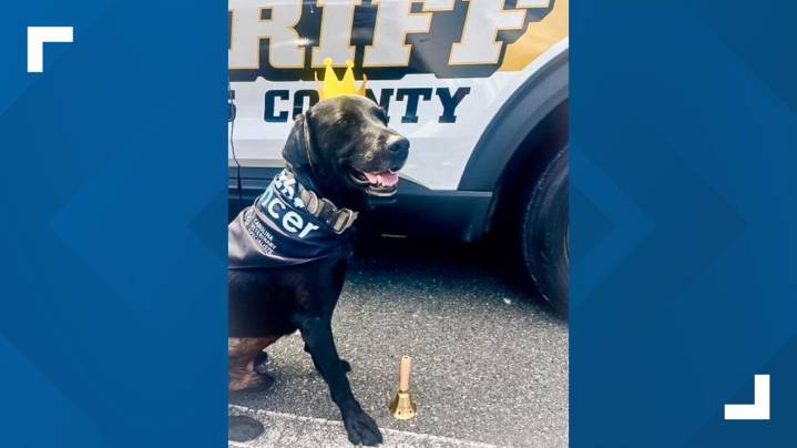 Bomb detection K-9 Tito beats cancer