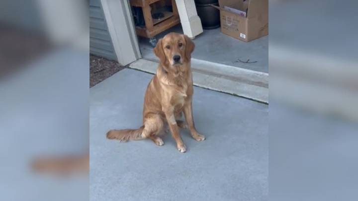 North Carolina Man Notices His Dog Limping And Discovers A Shocking Secret After Visiting The Vet